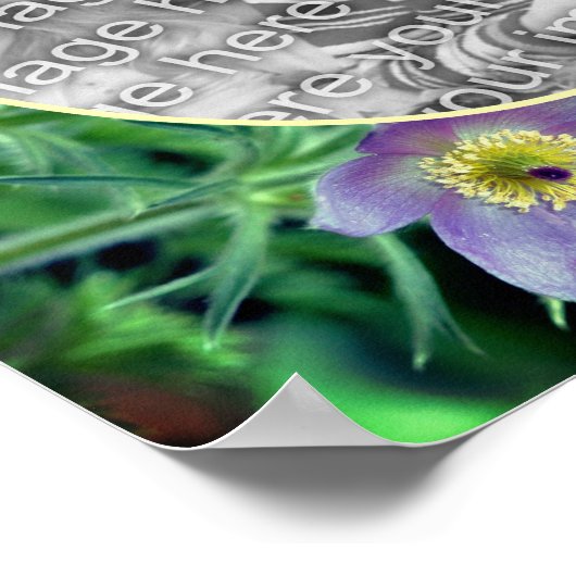 紫色のパスクの花のフレーム独自の写真を作成 ポスター (角)