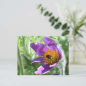 紫色のパスク花写真はがき ポストカード (スタンド正面)