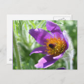 紫色のパスク花写真はがき ポストカード (正面/裏面)