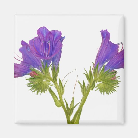 紫色のビパーブグロス（平皮外膜） マグネット (正面)