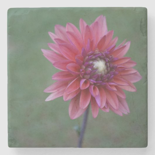 紫色のピンクのダリア2の石造りのコースター ストーンコースター (正面)