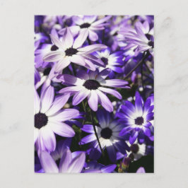 紫色のフィールド ポストカード