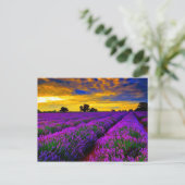 紫色のフィールド ポストカード (スタンド正面)