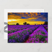 紫色のフィールド ポストカード (正面/裏面)