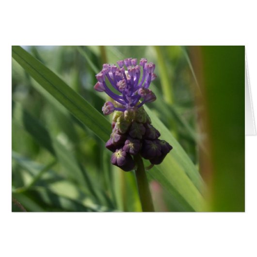 紫色のフラワーカード (正面横)