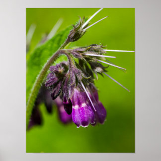 紫色のフラワーポスター紙（マット） ポスター