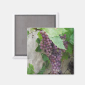 紫色のブドウのつる植物磁石 マグネット (正面/裏面)