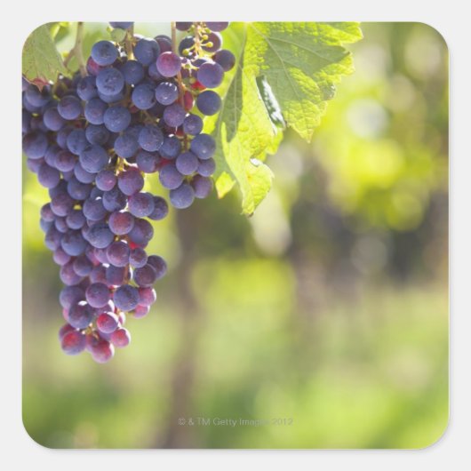 紫色のブドウ スクエアシール (正面)