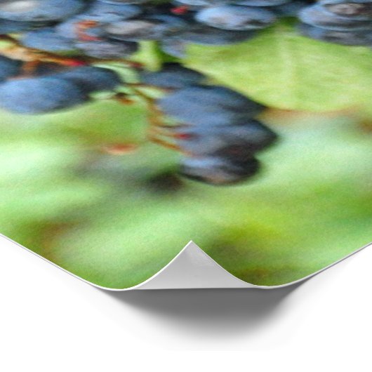 紫色のブドウ ポスター (角)