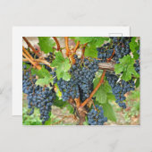 紫色のブドウ ポストカード (正面/裏面)