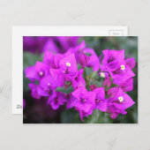 紫色のブーゲンビリア花 ポストカード (正面/裏面)