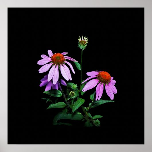 紫色のベニバナを黒に ポスター (正面)