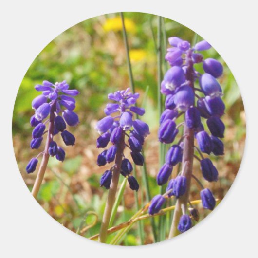 紫色のベルバdsフラワーステッカー ラウンドシール (正面)