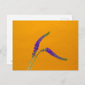 紫色のベロニカスのはがき ポストカード (正面/裏面)