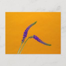 紫色のベロニカスのはがき ポストカード