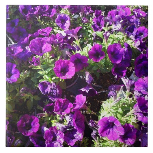 紫色のペチュニアの花のタイル タイル (正面)