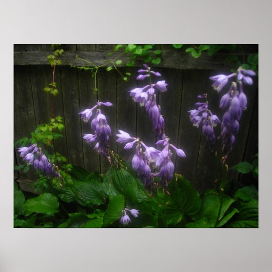 紫色のホスタベル ポスター (正面)