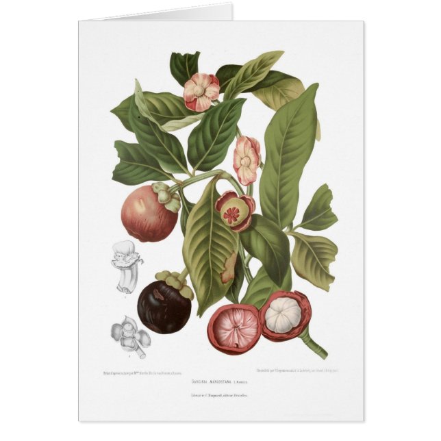 紫色のマンゴスチン (正面)