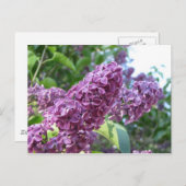 紫色のライランの葉書 ポストカード (正面/裏面)