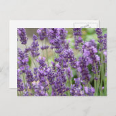 紫色のラベンダーの花の畑 ポストカード (正面/裏面)