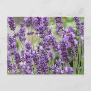 紫色のラベンダーの花の畑 ポストカード
