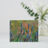 紫色のラベンダーの花はがき ポストカード (スタンド正面)