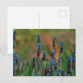 紫色のラベンダーの花はがき ポストカード (正面/裏面)