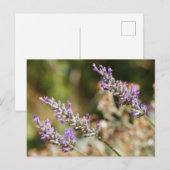 紫色のラベンダーの花 ポストカード (正面/裏面)