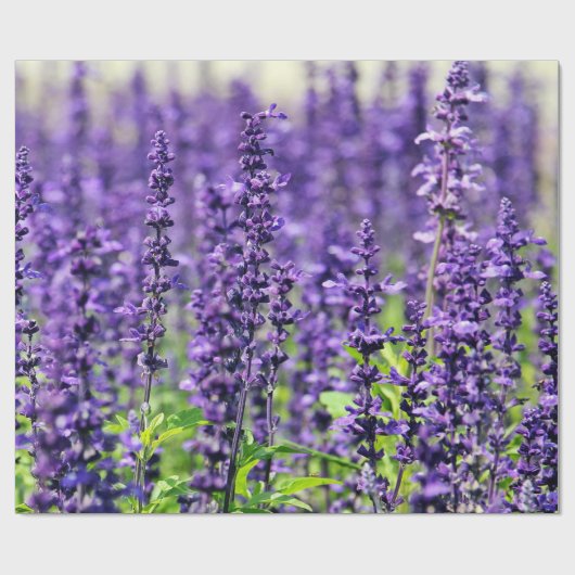 紫色のラベンダーの花 ラッピングペーパー (フラット)