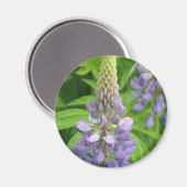紫色のルピネの花の磁石 マグネット (正面/裏面)