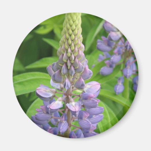 紫色のルピネの花の磁石 マグネット (正面)