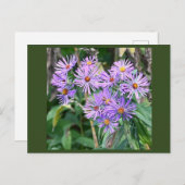 紫色のワイルドフラワーポストカード ポストカード (正面/裏面)