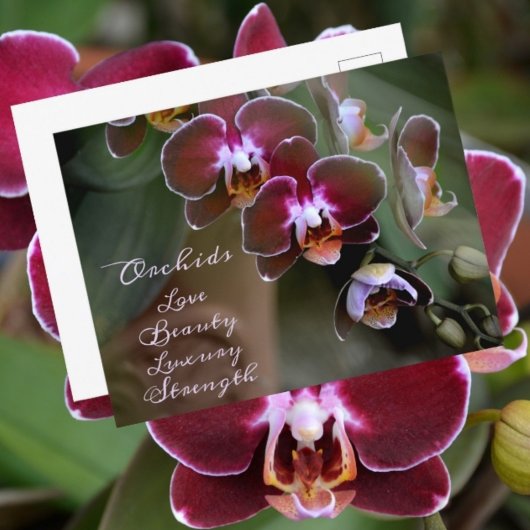 紫色のワインレッドの蘭の花 写真のような花 ポストカード