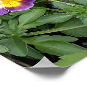 紫色のヴィオラヴィオラスフローラフラワーガーデンポスター ポスター (角)