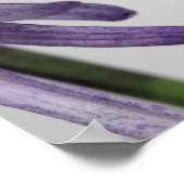 紫色の先端スパイダーマームパノラマ ポスター (角)