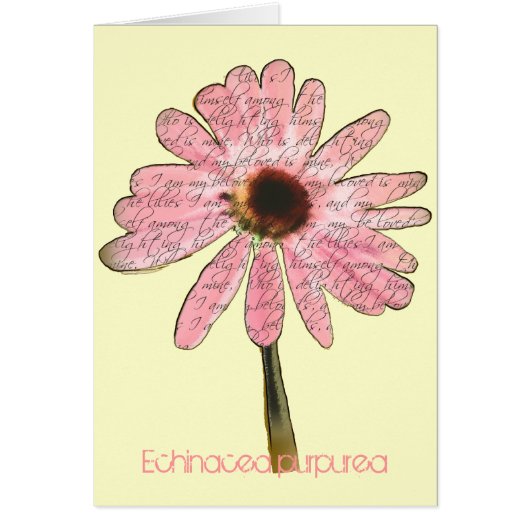 紫色の円錐花エキナセア紫斑病 (正面)