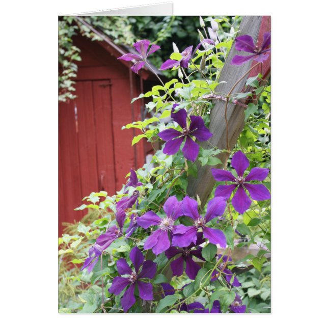 紫色の夏の霞 (正面)