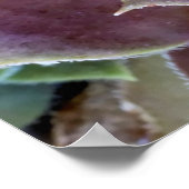 紫色の多肉株クローズアップ ポスター (角)