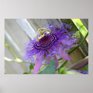 紫色の情熱の熱帯花の花の終わり ポスター