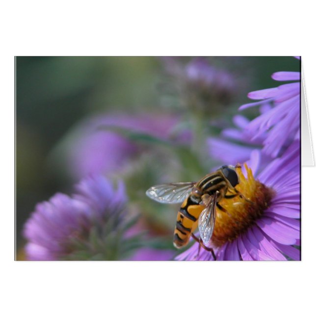 紫色の情熱 (正面横)