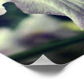 紫色の日本のアイリスの花をクローズアップ ポスター (角)