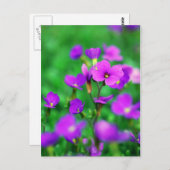 紫色の春 ポストカード (正面/裏面)