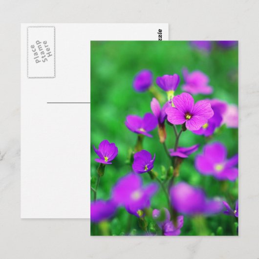 紫色の春 ポストカード (正面/裏面)