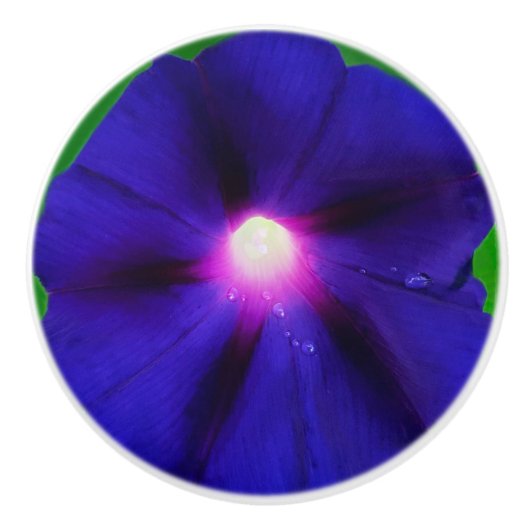 紫色の朝顔の花 セラミックノブ (正面)
