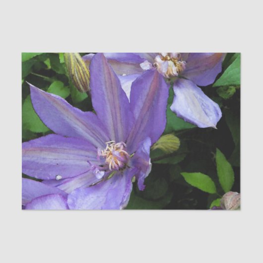 紫色の朝顔Decoupage 薄葉紙 (正面)