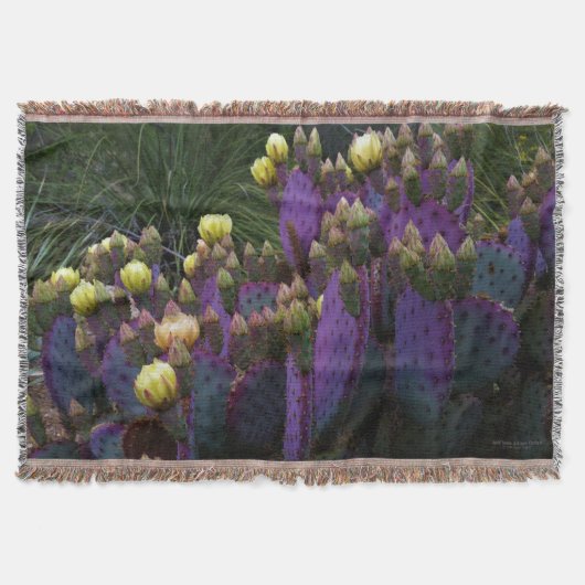 紫色の棘のあるナシのサボテン黄色の花 スローブランケット (正面)