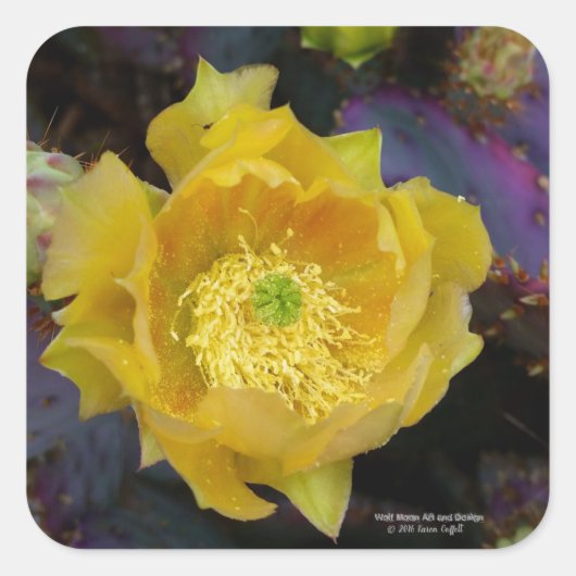 紫色の棘のあるナシのサボテン スクエアシール (正面)