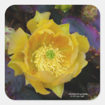 紫色の棘のあるナシのサボテン