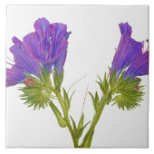 紫色の毒蛇のbugloss (echiumのplantagineum) タイル (正面)