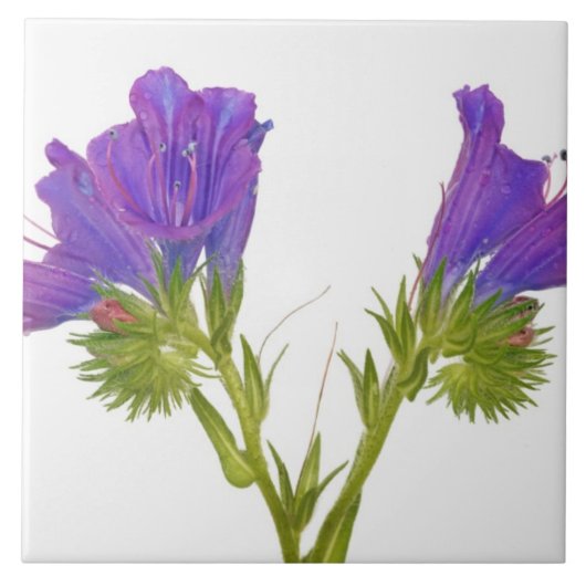 紫色の毒蛇のbugloss (echiumのplantagineum) タイル (正面)